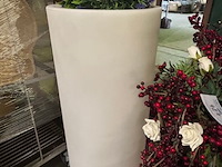 3 nepplanten - afbeelding 2 van  7