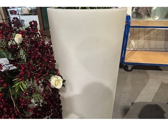 3 nepplanten - afbeelding 4 van  7