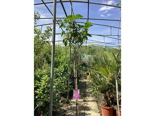 3 syringenstam - afbeelding 2 van  3