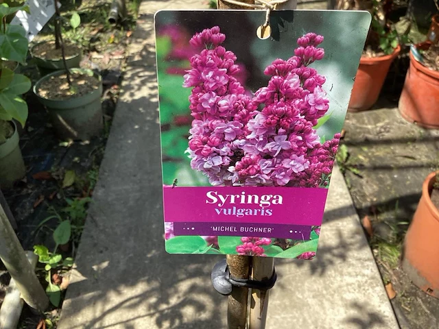 3 syringenstam - afbeelding 1 van  3