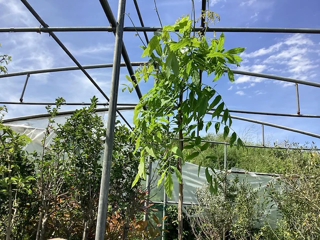 3 wisteria - afbeelding 2 van  2