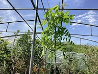 3 wisteria