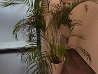 3 zit 2x plant en bijzettafel - afbeelding 4 van  5