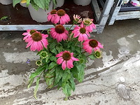 30 echinacea - afbeelding 2 van  3