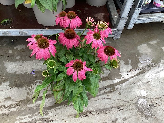 30 echinacea - afbeelding 2 van  3