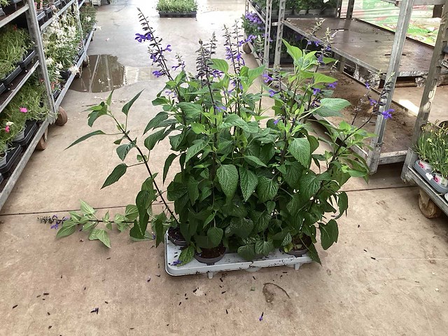 30 margriet wit, 30 salvia - afbeelding 4 van  4