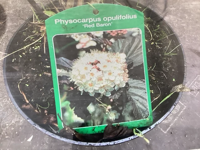 30 physocarpus - afbeelding 1 van  1