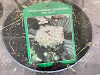 30 physocarpus