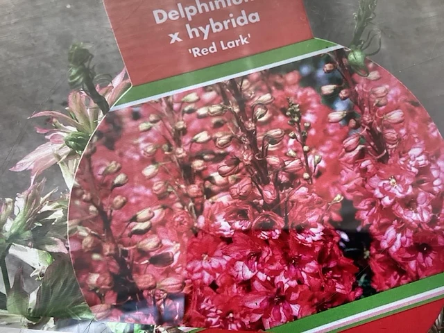 30 rode delphinium - afbeelding 1 van  1