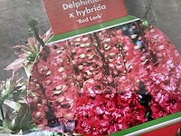 30 rode delphinium