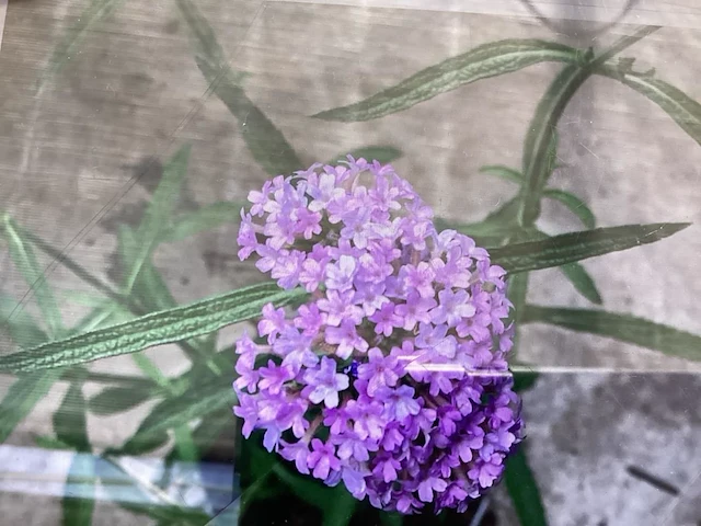 30 verbena - afbeelding 1 van  1