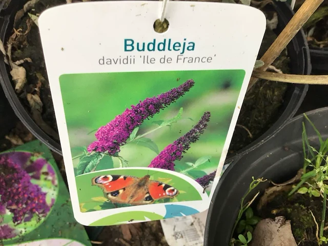 30 vlinderstruiken - afbeelding 4 van  4
