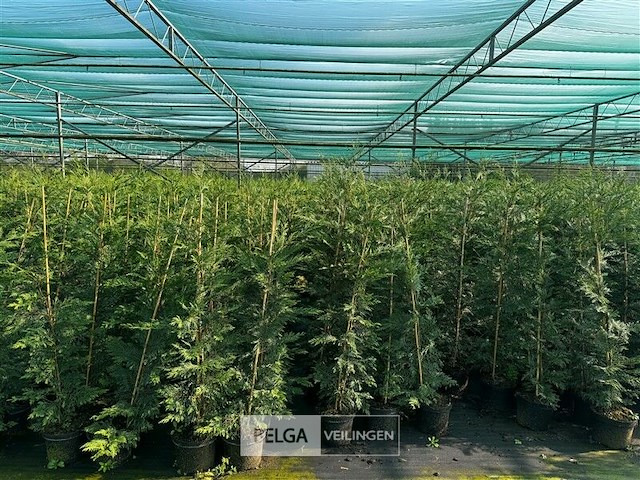 30x haagplanten leylandii - afbeelding 1 van  3