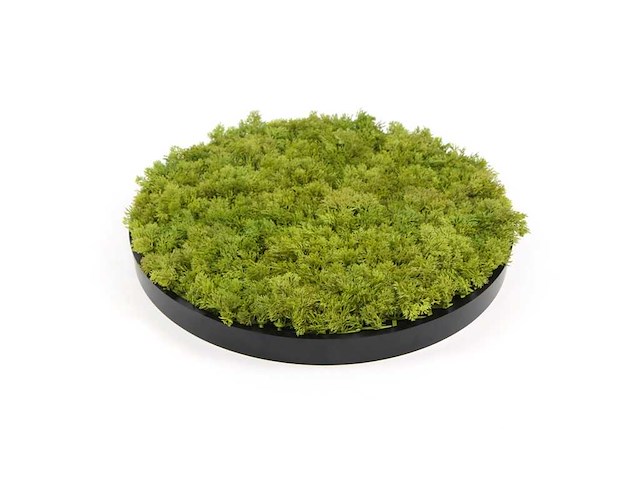 (35x) moscirkel 50 cm, kleur limoengroen / antraciet aluminium frame, wanddecoratie - afbeelding 4 van  5