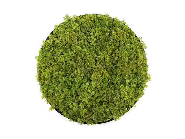 (35x) moscirkel 75 cm kleur limoengroen / antraciet aluminium frame wanddecoratie - afbeelding 1 van  5