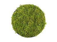 (35x) moscirkel 75 cm kleur limoengroen / antraciet aluminium frame wanddecoratie - afbeelding 1 van  5