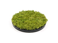 (35x) moscirkel 75 cm kleur limoengroen / antraciet aluminium frame wanddecoratie - afbeelding 2 van  5