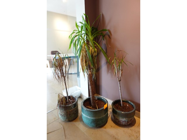 3x bloempot - afbeelding 1 van  5