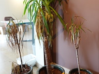 3x bloempot - afbeelding 1 van  5