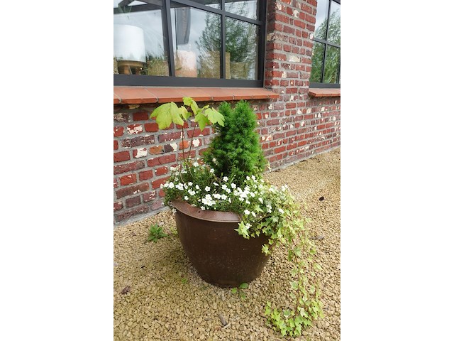 3x diverse plant - afbeelding 1 van  5