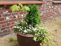 3x diverse plant - afbeelding 1 van  5