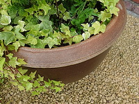 3x diverse plant - afbeelding 2 van  5