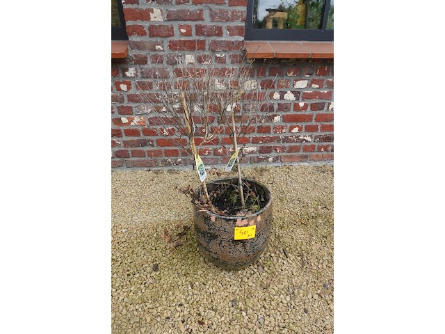 3x diverse plant - afbeelding 3 van  5