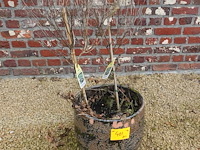 3x diverse plant - afbeelding 3 van  5