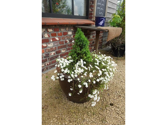 3x diverse plant - afbeelding 4 van  5
