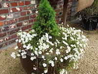 3x diverse plant - afbeelding 4 van  5