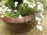 3x diverse plant - afbeelding 5 van  5