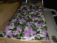 3x dozen plastieke bloemen