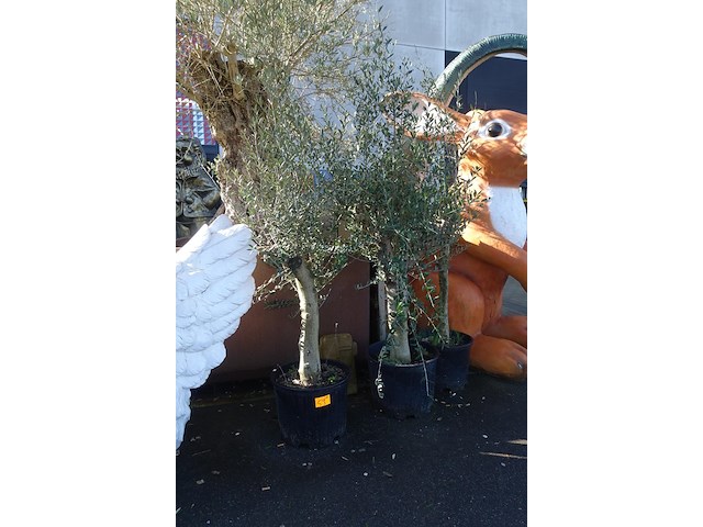 3x olea europea - afbeelding 1 van  3