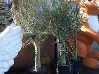 3x olea europea - afbeelding 1 van  3