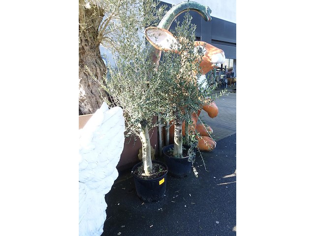 3x olea europea - afbeelding 2 van  3