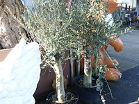 3x olea europea - afbeelding 2 van  3
