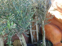 3x olea europea - afbeelding 3 van  3