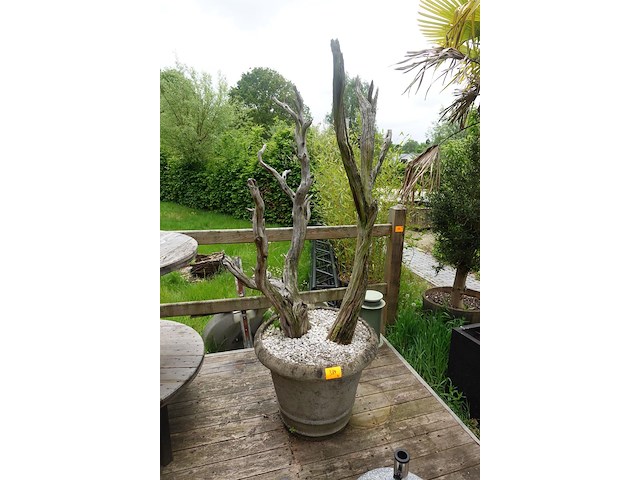 3x plant met bloempot - afbeelding 1 van  9