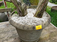 3x plant met bloempot - afbeelding 2 van  9
