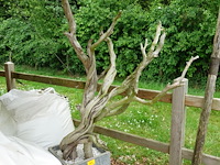 3x plant met bloempot - afbeelding 4 van  9