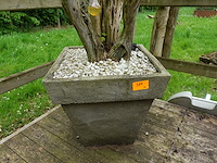 3x plant met bloempot - afbeelding 8 van  9