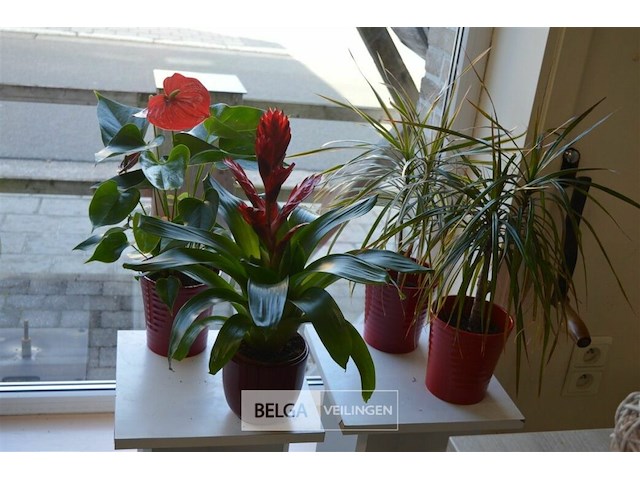 4 div planten - afbeelding 1 van  6