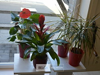 4 div planten - afbeelding 1 van  6