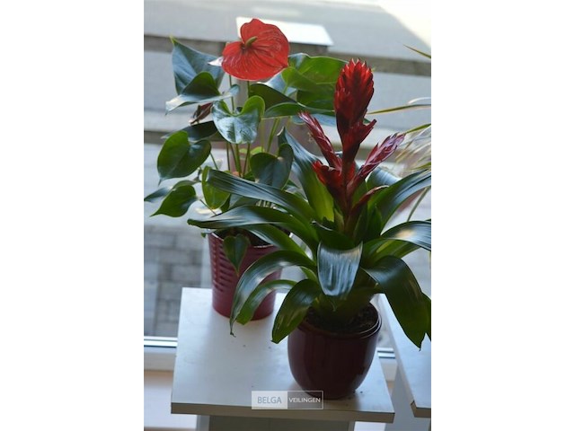 4 div planten - afbeelding 2 van  6