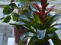 4 div planten - afbeelding 2 van  6