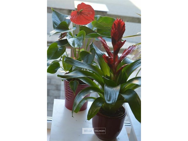 4 div planten - afbeelding 3 van  6