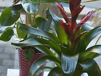 4 div planten - afbeelding 3 van  6