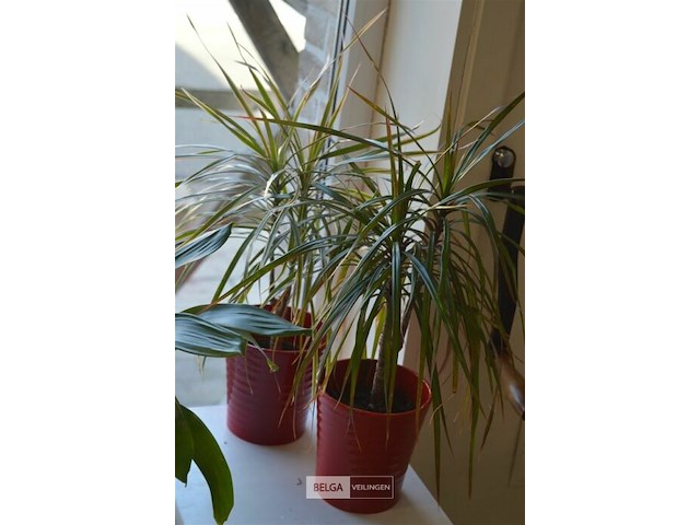 4 div planten - afbeelding 4 van  6