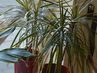 4 div planten - afbeelding 4 van  6