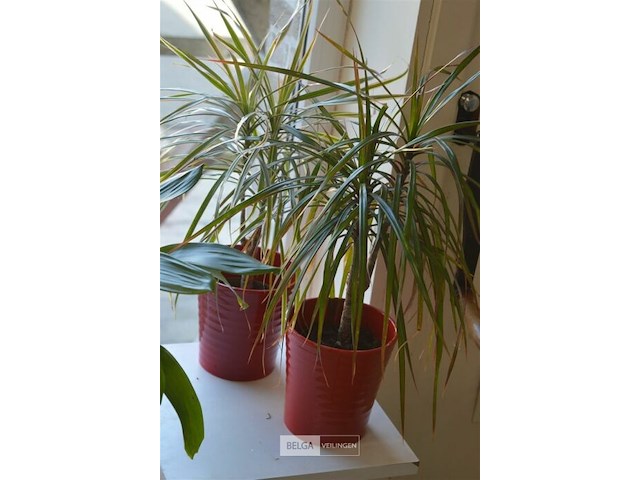 4 div planten - afbeelding 6 van  6